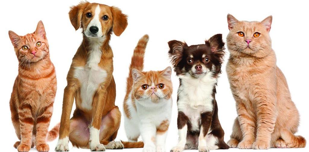 Доска объявлений о животных | ЗооТом - продажа, вязка и услуги для животных в Уяре