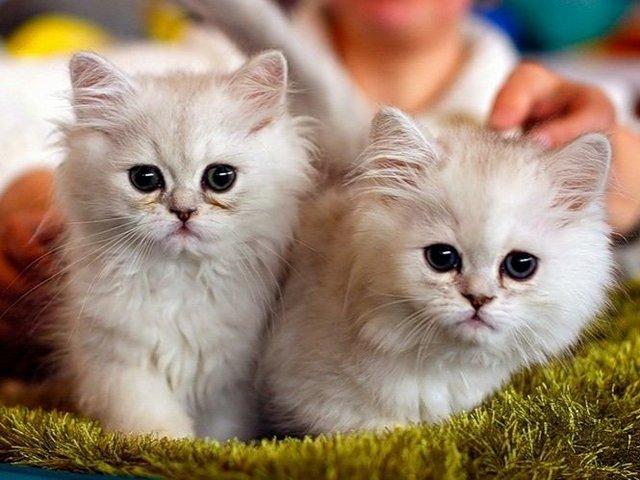 Породы кошек в Уяре | ЗооТом портал о животных