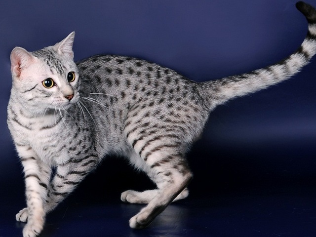 Породы кошек в Уяре | ЗооТом портал о животных