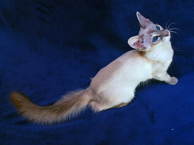 Выведенные породы кошек в Уяре | ЗооТом портал о животных