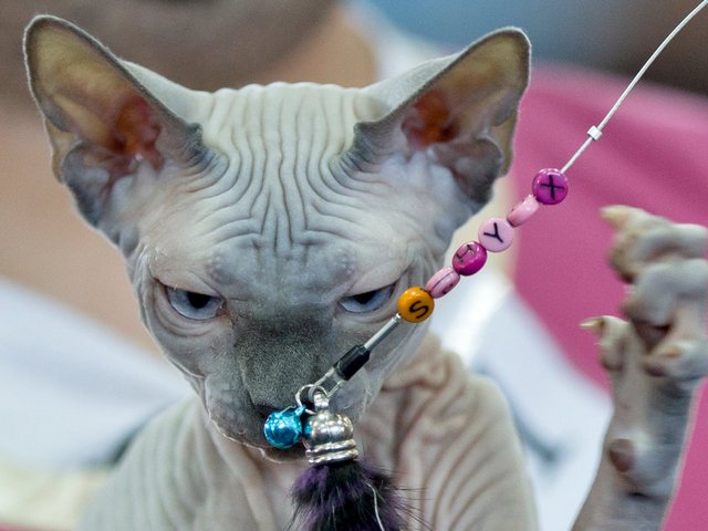 Выставки кошек в Уяре | ЗооТом портал о животных