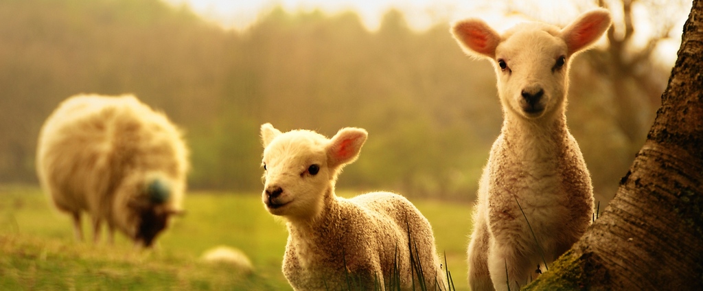 Объявления о сельскохозяйственных животных | ЗооТом - продажа, вязка и услуги для животных в Уяре
