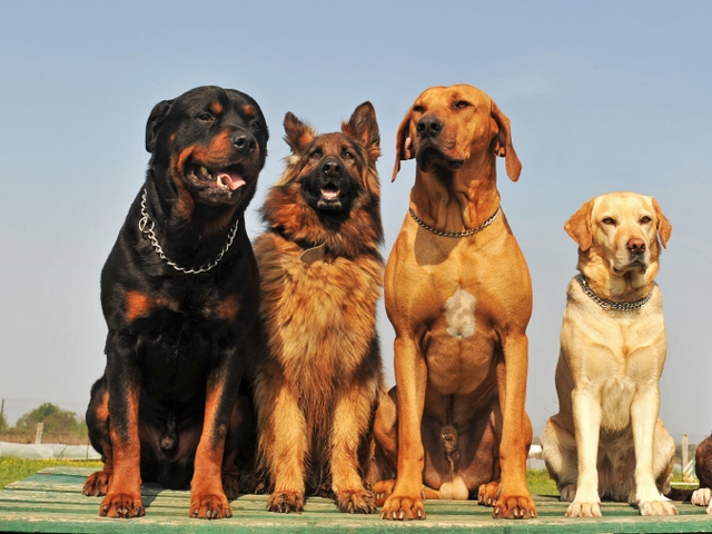 Крупные породы собак в Уяре | ЗооТом портал о животных