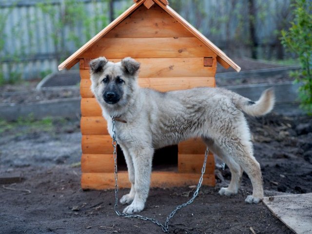 Все о собаках в Уяре
